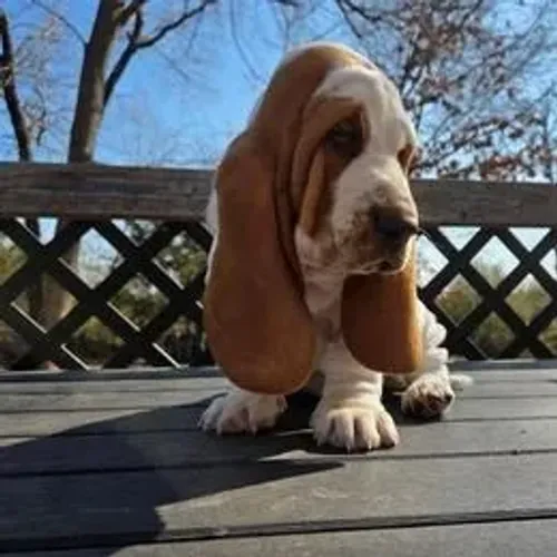 Basset Hound,Basset Hound Filhote Top Padrão da Raça