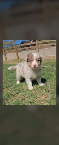 Lindo filhote de border collie