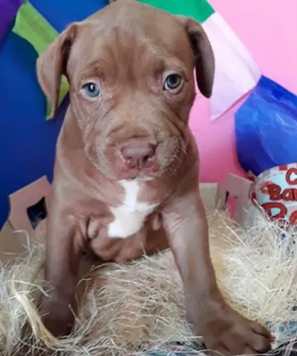 Pitbull 