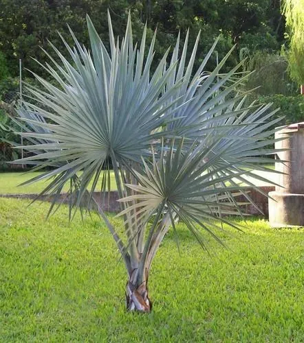 Lote com 80 Palmeiras azul Bismark com tronco