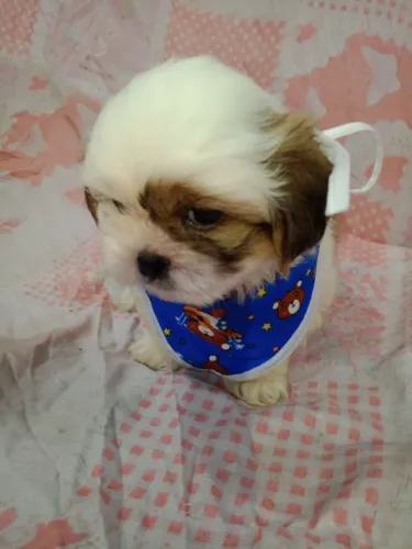 Filhotes de shih tzu 850