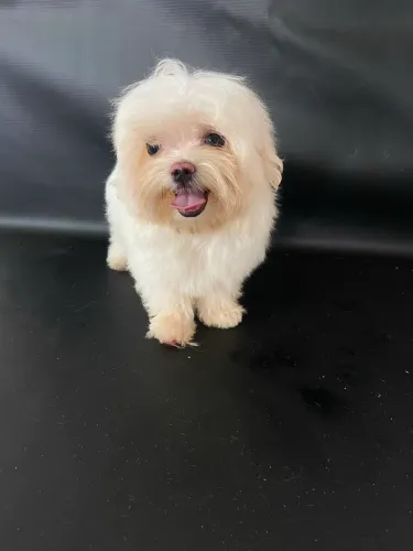 Maltês