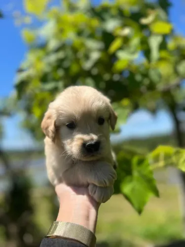Filhote de Golden Retriever 