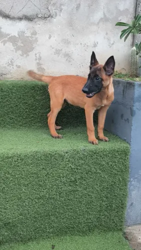 Malinois Macho - 10x de R$300 Sem Juros