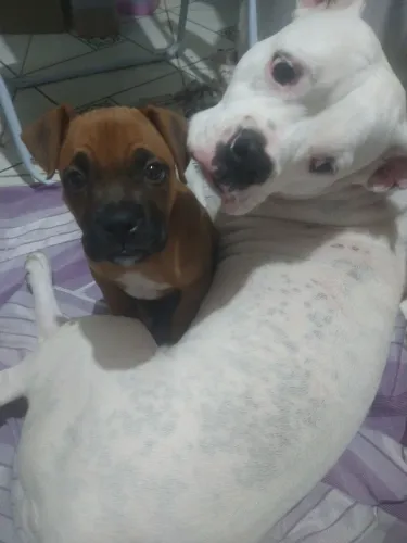 Vendo filhote de Boxer puro 3 meses, desverminado e vacinado