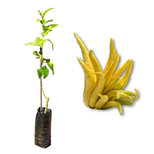 Mudas Frutíferas limão de buda
