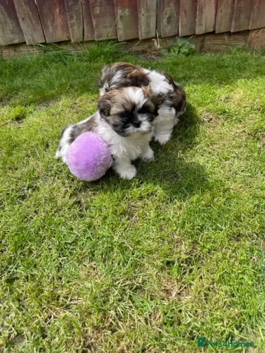 Lindo neném Shih Tzu/ Shitzu filhotes brincalhões macho e fêmea vacinados em São Paulo