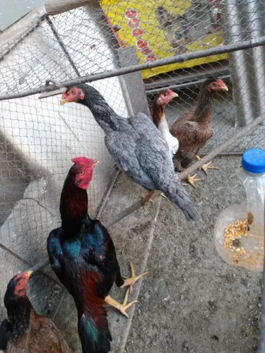 Galinhas de Raça 