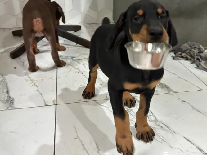 Doberman entrega imediata!!