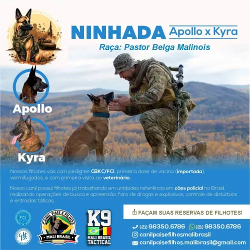 Filhote de Pastor Belga Malinois 