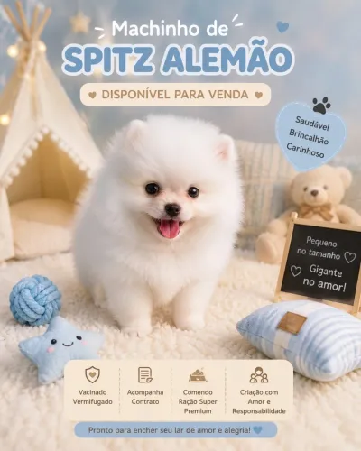 Spitz alemão ( lulu da pomerania)