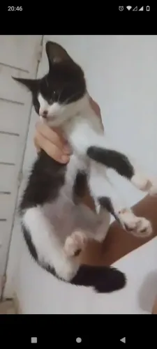 Gatinho fofo pra adoção 