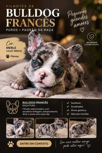 Filhote fêmea de Bulldog francês