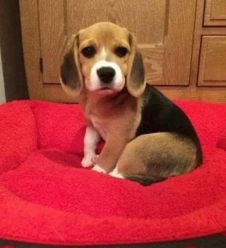 Filhotes de Beagle | Venha conferir essas fofuras!