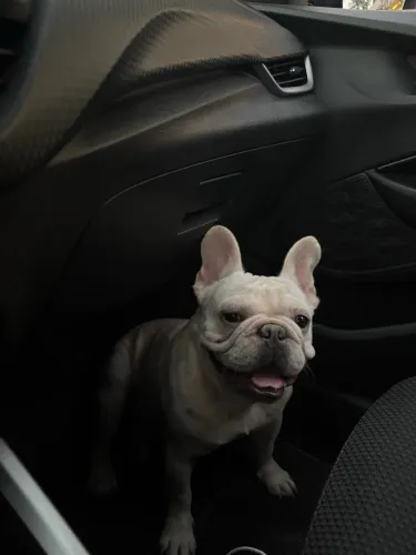 Bulldog francês