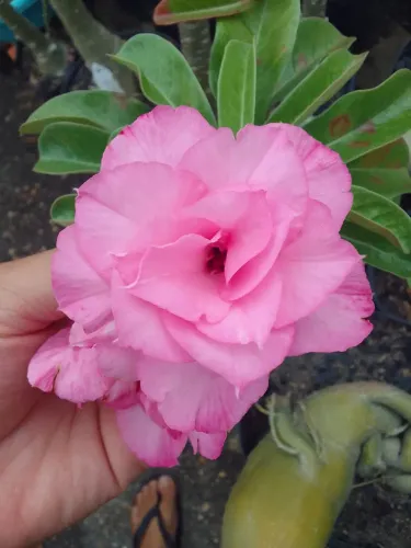 Rosa do deserto R$60,00