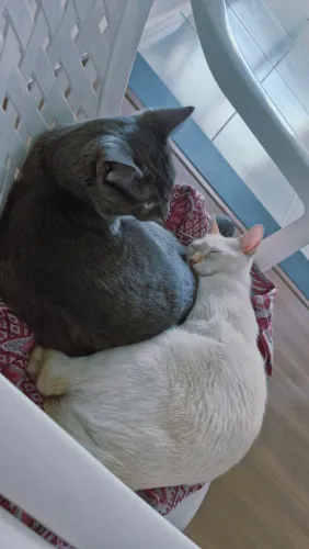 Doação conjunta gatinhos 