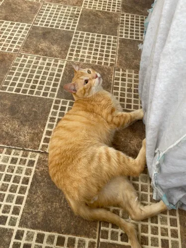 Doa-se gata urgente por motivo de mudança