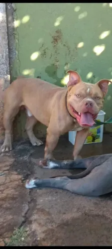 American Bully Filhotes Raça Pura | 88 Dias | Olhos Azuis | Vacinados