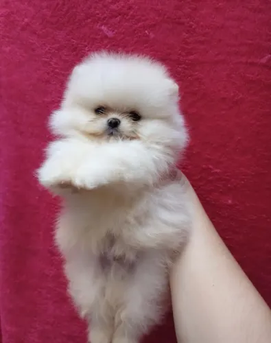 Lulu da pomerania