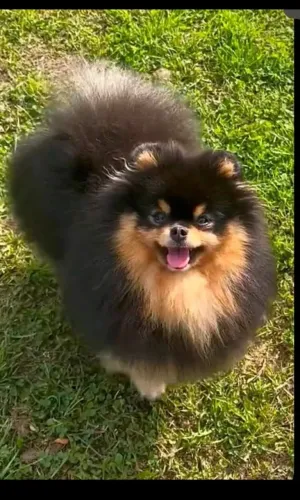 Spitz alemão anão