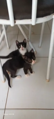 Pets casal filhotes, obs: doação somente os 2 juntos.
