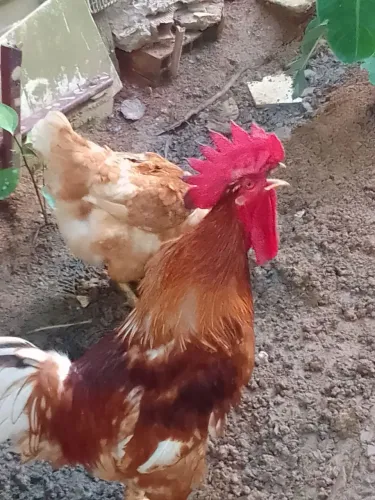 Casal de galinha e galo Raça  Rodilan