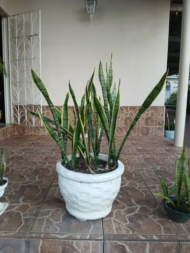 Vendo vasos com plantas. Valores variados