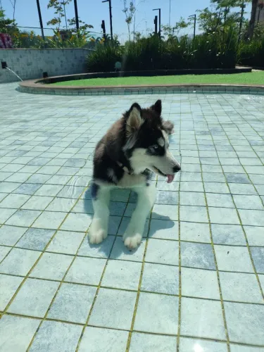 Husky siberiano