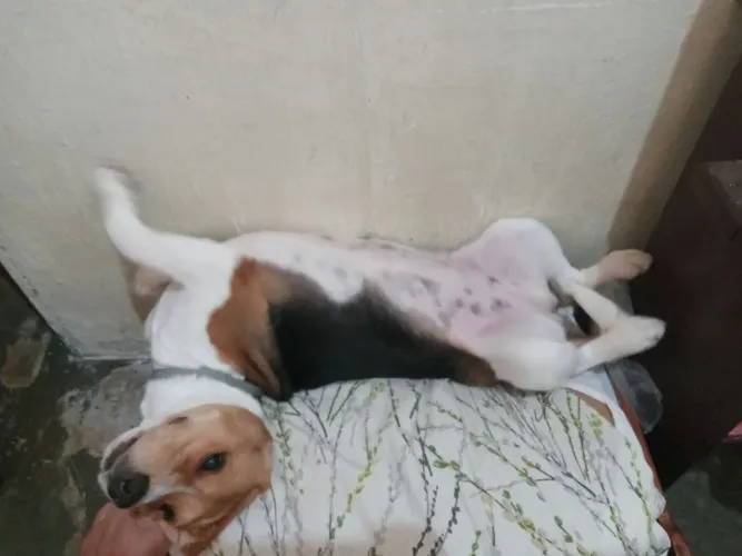Cadela no cio 