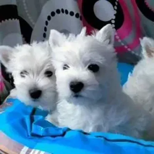 West Terrier Branco Muito Saudável
