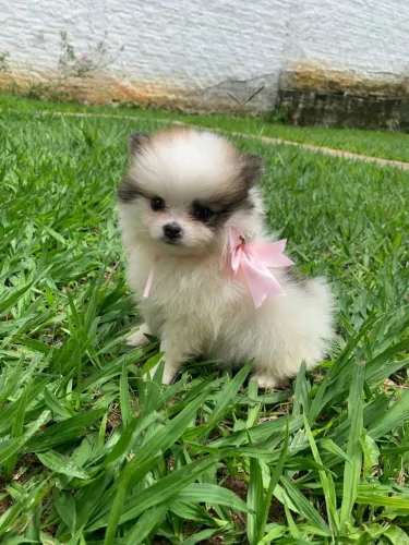 Spitz Alemão lindo demais