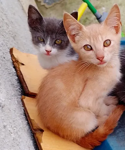 Gatinho pra adoção 