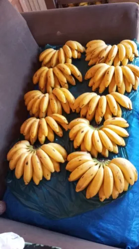Bananas