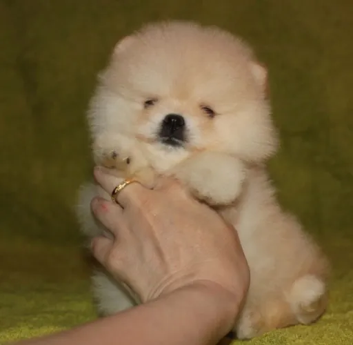 Filhote de Spitz alemão o pequeno encanto que adora ser o centro das atenções