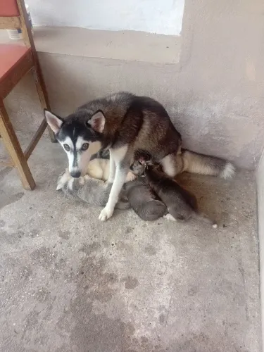Husky siberiano 