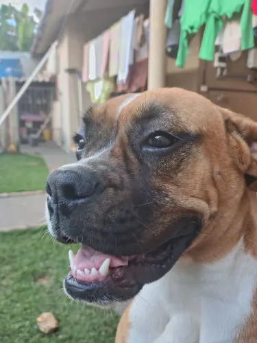 Boxer pra Cruzar