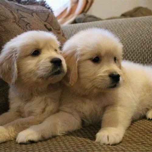 Golden Retriever - Amam Brincar E Receber Carinho