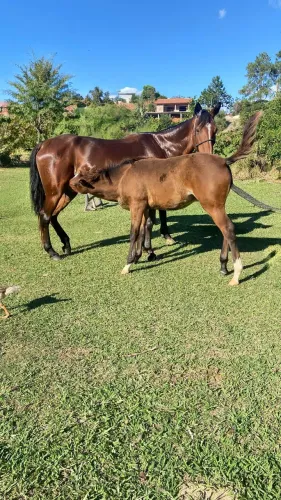  égua com potro no pé