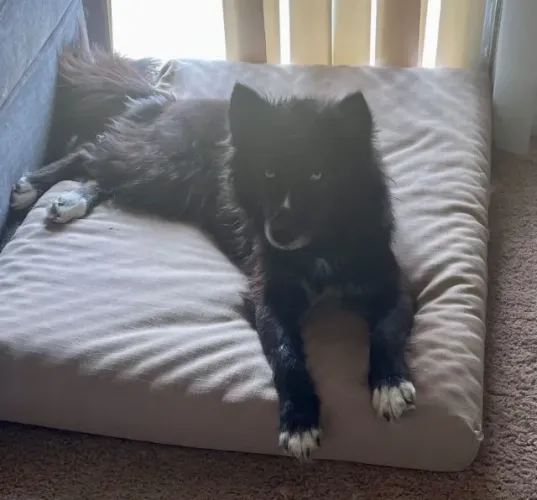 Filhotes de Husky Siberiano | Fofura que ilumina qualquer ambiente.
