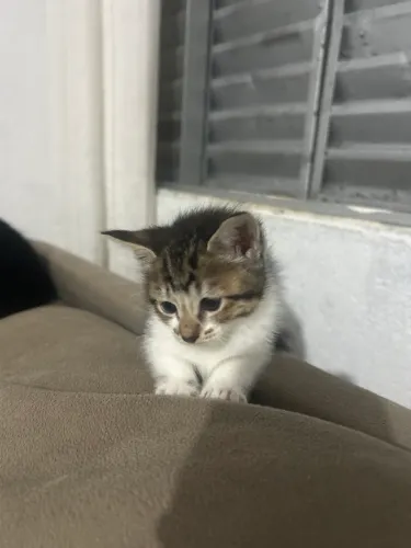 Doa se gatos filhotes