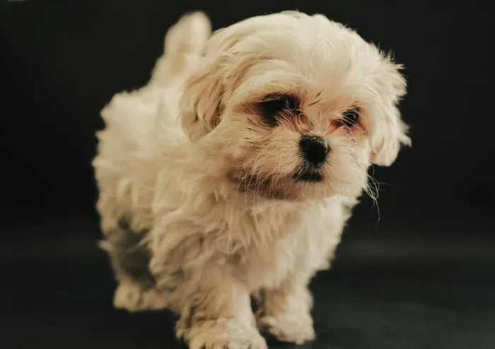 Maltês Cachorrinho que pode ser o destaque da sua busca