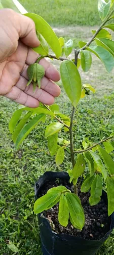 Mudas de graviola precoce 