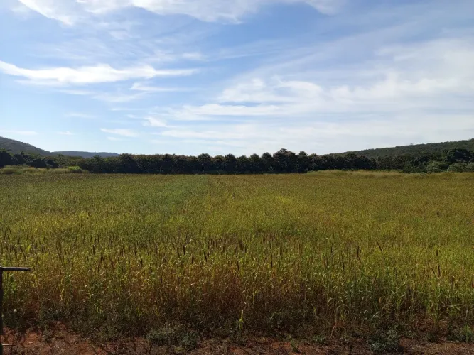 Plantio de horta parceria trabalho