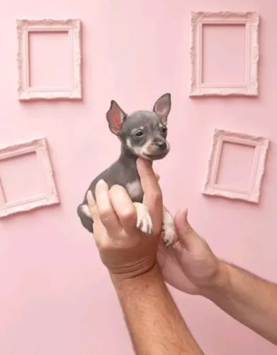 Cão Companheiro