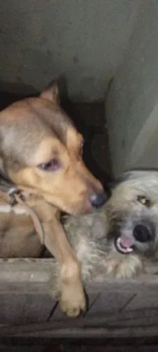 Quero doar dois cachorros pq mim mudei e não tenho espaço pra eles