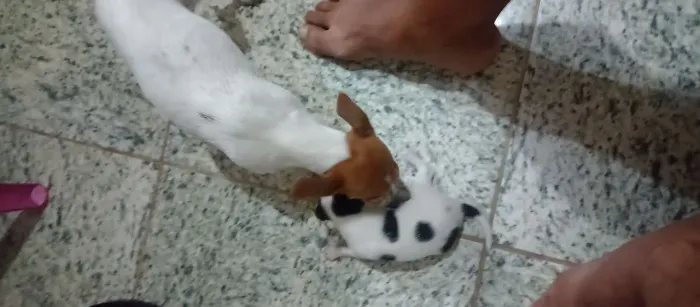 Vendo filhotes de Fox Paulistinha