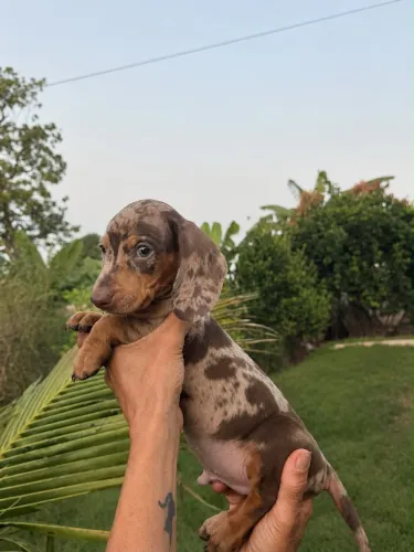 Lindos filhotinhos de Basset dachshund