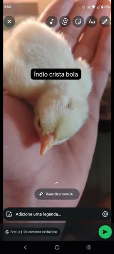 Vendo pintos indiano crista bola, e pinto caipira 