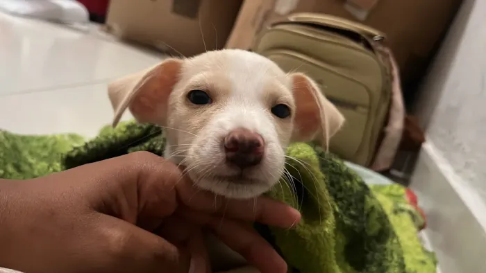 Cachorro pra doação 